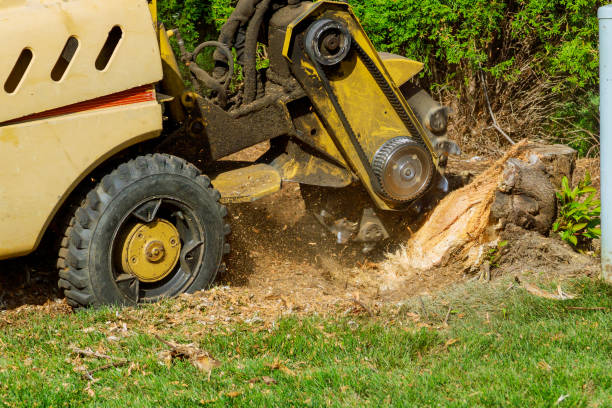 How Our Tree Care Process Works  in  Afton, MN